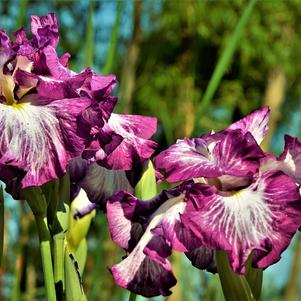 Iris 