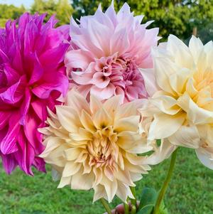 Dahlia 