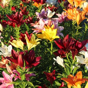 Lilies 