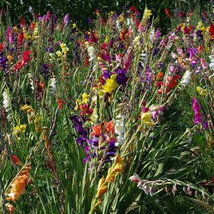 Gladiolus 