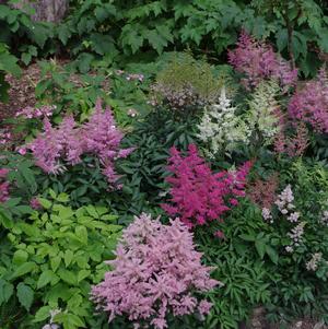 Astilbe 