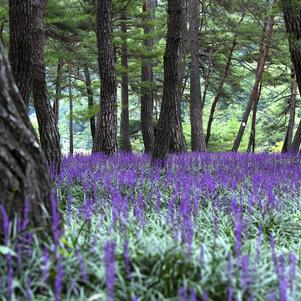 Miscellaneous Perennials 
