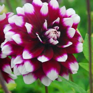 Dahlia Dinnerplate Dahlia Mystery Day
