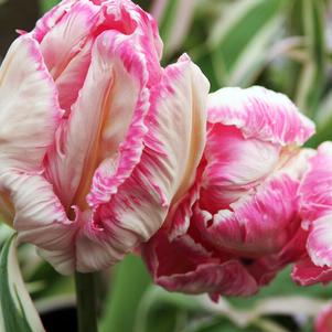 Precooled Tulips Parrot Elsenburg Parrot
