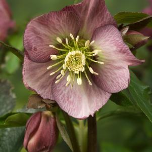 Helleborus Coming Soon!