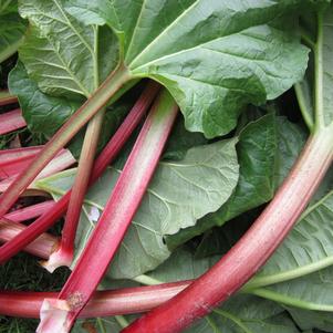 Rhubarb Valentine Red