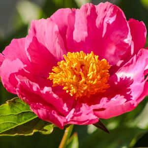 Peony lactiflora Paula Fay