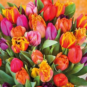 Tulip Medley Funky Fuzion