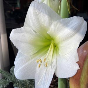 Hippeastrum Southern Hemisphere Denver