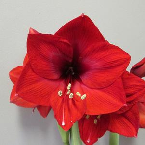 Hippeastrum Southern Hemisphere Olaf