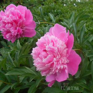 Peony lactiflora Barbara