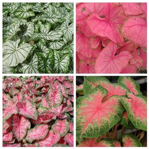 Caladium 