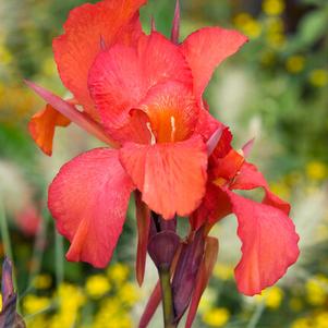 Canna Aphrodite