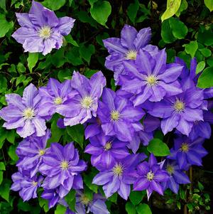 Clematis Asao