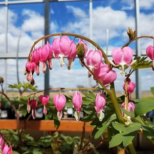 Dicentra Bleeding Heart 