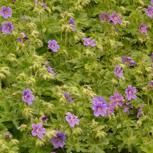 Geranium 