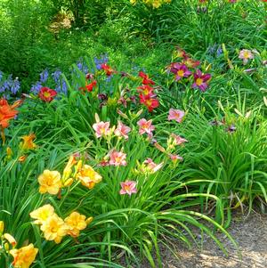 Hemerocallis 