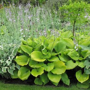 Hosta 