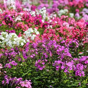 Phlox 