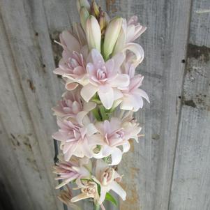 Summer Flowering Bulbs for Cut Flowers 