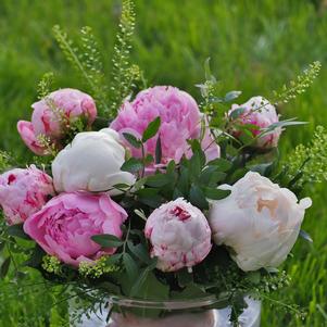 Peony 