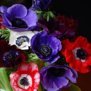 Anemone 