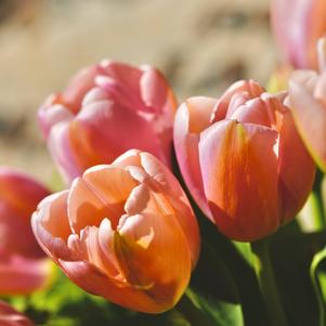 Precooled Tulips Single Early Apricot Beauty