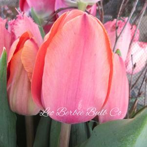 Precooled Tulips Darwin Hybrid Apricot Impression