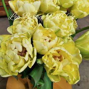 Precooled Tulips Double Early Avant Garde