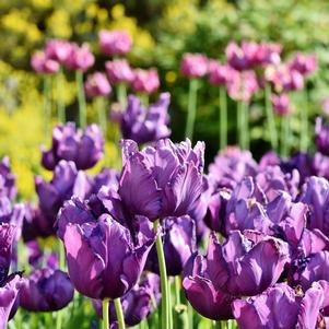 Precooled Tulips Parrot Blue Parrot