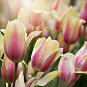 Precooled Tulips Single Late Blushing Lady