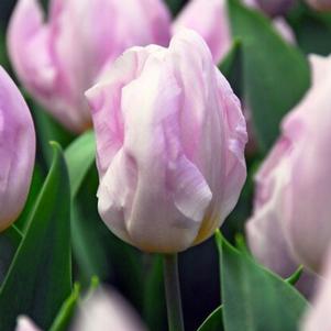 Precooled Tulips Single Early Candy Prince
