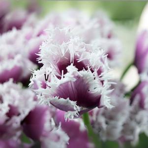 Precooled Tulips Fringed Crunchy Cummins