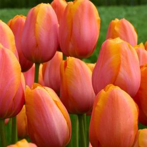 Precooled Tulips Single Late Dordogne