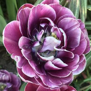 Precooled Tulips Double Late Dream Touch