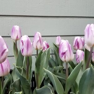 Precooled Tulips Triumph Flaming Flag