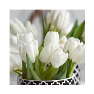 Precooled Tulips Single Late Maureen
