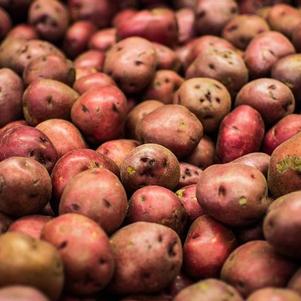 Seed Potato Red Chieftain
