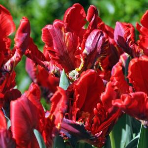 Precooled Tulips Parrot Rococo