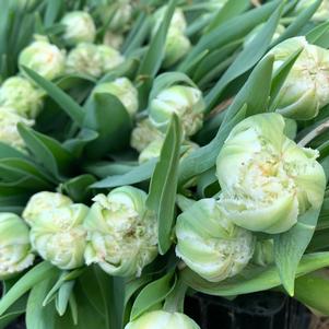 Precooled Tulips Fringed Snow Crystal (double)