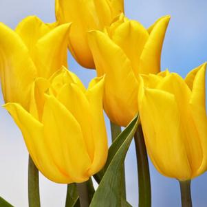 Precooled Tulips Triumph Strong Gold