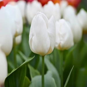 Precooled Tulips Single Early White Prince