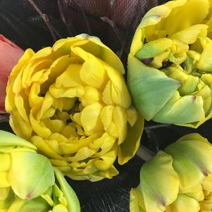 Precooled Tulips Double Late Yellow Pomponette