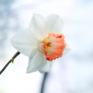 Precooled Daffodil Large Cupped Pink Charm