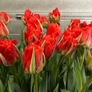 Tulip Double Late Red Bono