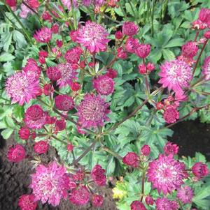 Astrantia Star of Fire