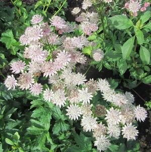 Astrantia Star of Royal