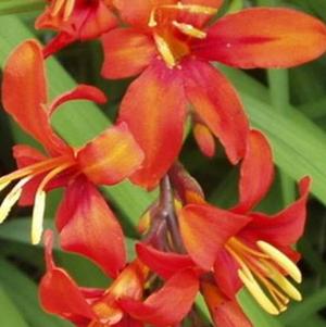 Crocosmia Jochem