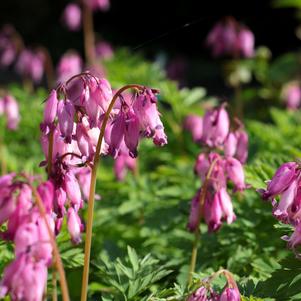 Dicentra Eximia