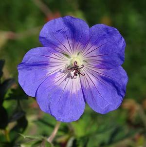 Geranium Amy Doncaster